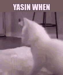 Yasin When Nigga Cat GIF - Yasin When Nigga Cat Twerking GIFs