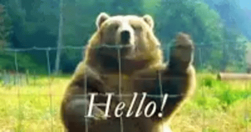 bear-hello.gif