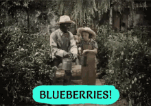 Shirley Temple Blueberries GIF - Shirley Temple Blueberries Berry Picking GIFs