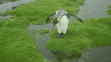 Penguin Pinguin GIF - Penguin Pinguin Success GIFs