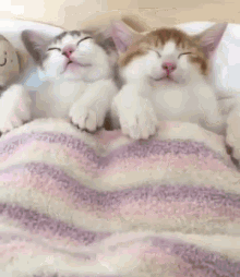 sleep sleepy sleeping cats bed