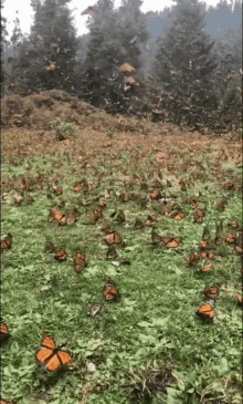 Butterflys Windy GIF - Butterflys Windy Forests GIFs