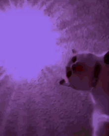 cats rave techno dance funny cats rave techno dance funny