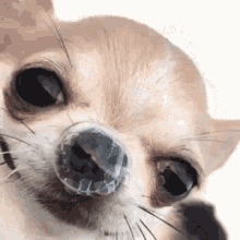 Humor Chihuahua GIF - Humor Chihuahua Dog Lover GIFs