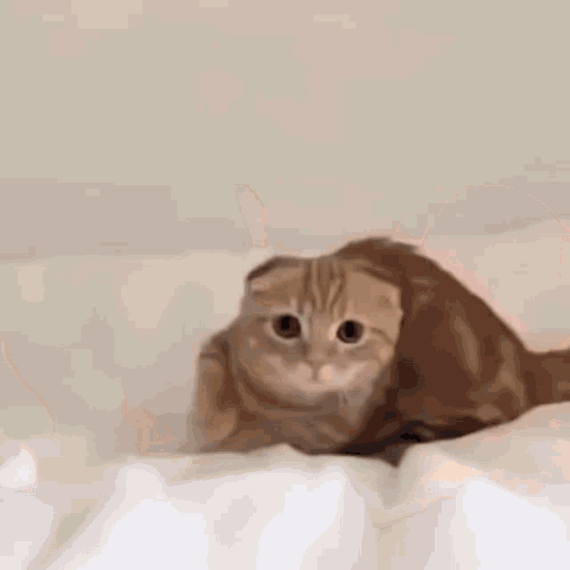 cat-cat-jump