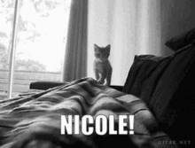 Kittenprns Nicole GIF - Kittenprns Kitten Nicole GIFs