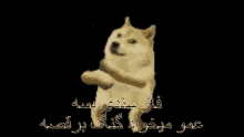 Persian Memes GIF - Persian Memes GIFs