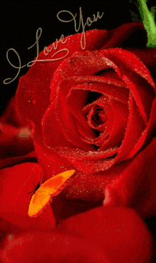I Love You Red Rose GIF - I Love You Red Rose GIFs