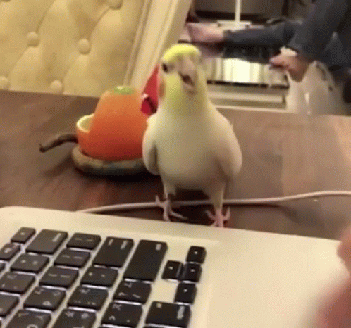 annoying-bird-computer.gif