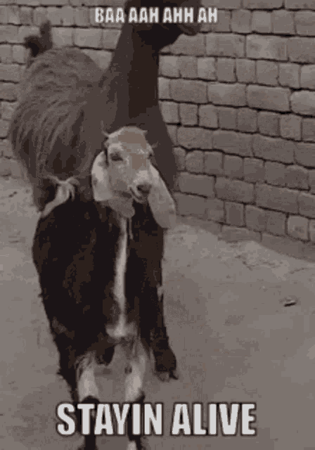 Goat Goats GIF.