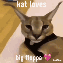 Kat Loves GIF - Kat Loves Big Floppa GIFs