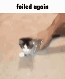 Foiled Again Cat GIF - Foiled Again Foil Again GIFs
