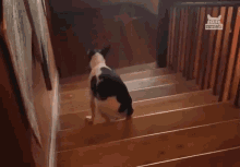 Walking Backwards Dog GIF - Walking Backwards Dog Stupid Dog GIFs