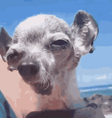 Dog Ugly Dog GIF - Dog Ugly Dog Shout GIFs
