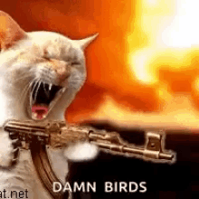 Shooting Cat GIF - Shooting Cat Hunting Birds GIFs