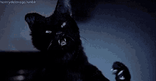 Cats Hit GIF - Cats Hit Scary GIFs