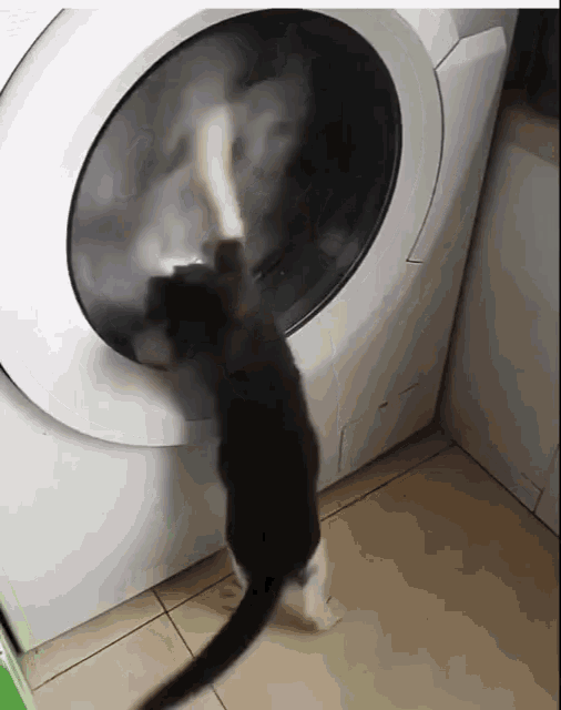 Cat Washing GIF - Cat Washing Machine GIFs