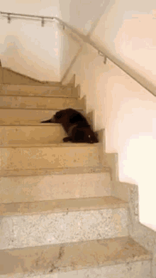 funny cat stairs funny animals