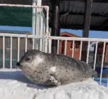 seal stand cute