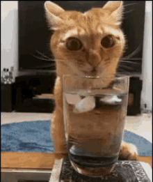 渴，猫咪，喝水 GIF - Kitten Kitty Drink GIFs