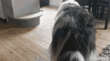 Viralhog Doggy GIF - Viralhog Doggy Fetch GIFs
