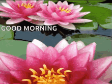 Good Morning Flowers GIF - Good Morning Flowers Water Lily GIFs