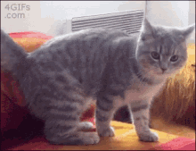 Cat Curl GIF - Cat Curl Ball GIFs