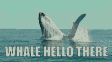 whale hello there whale wave hi hello