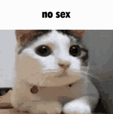 nosex sex cat