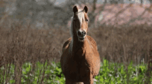Wild Horse Neigh GIF - Wild Horse Horse Neigh GIFs