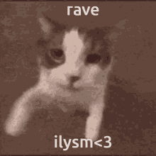 Cat Kiss Rave GIF - Cat Kiss Rave Love GIFs