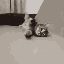 Cat Cute Cat GIF - Cat Cute Cat Paw GIFs