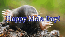 Happy Mole Day GIF - Happy Mole Day Mole GIFs