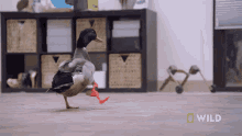Limping National Geographic GIF - Limping National Geographic Wizard Of Paws GIFs
