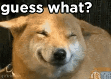 Guess What? It'S Dog Day GIF - National Dog Day Dog Day Dogs GIFs