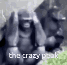 Crazy Monkey The J GIF - Crazy Monkey The J End My Suffering GIFs