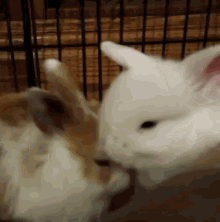 Bunny Little GIF - Bunny Little Kisses GIFs