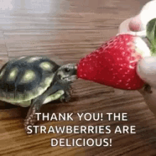 Hungry Noms GIF - Hungry Noms Strawberry GIFs
