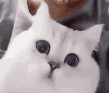 cat look cat what cat suprise cat cats cat look cat what cat suprise cat cats
