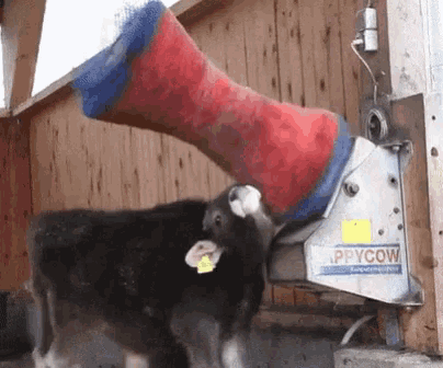 Happy Cow GIF - Happy Cow Massage - Discover & Share GIFs