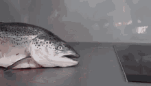 salmon rosmt