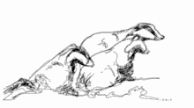 wildlife badgers