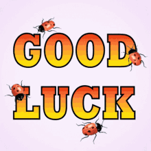 good luck luck lucky ladybugs 3d gifs artist good luck luck lucky ladybugs 3d gifs artist
