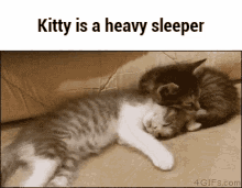 Cute Kitty GIF - Cute Kitty Sleep GIFs