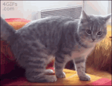 Cat Tuck GIF - Derp Roll Stopdropandroll GIFs