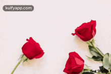 happy anniversary anniversary wishes wedding day marriage day anniversary wishes for couple happy anniversary anniversary wishes wedding day marriage day anniversary wishes for couple