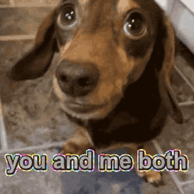 You And Me Both Funny Animals GIF - You And Me Both Funny Animals Agreeing GIFs