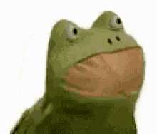 Boi Frog GIF - Boi Frog Pepe GIFs