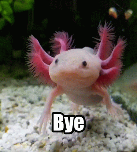 Axolotl Gif - IceGif