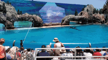Whale Jump GIF - Whale Jump Show GIFs